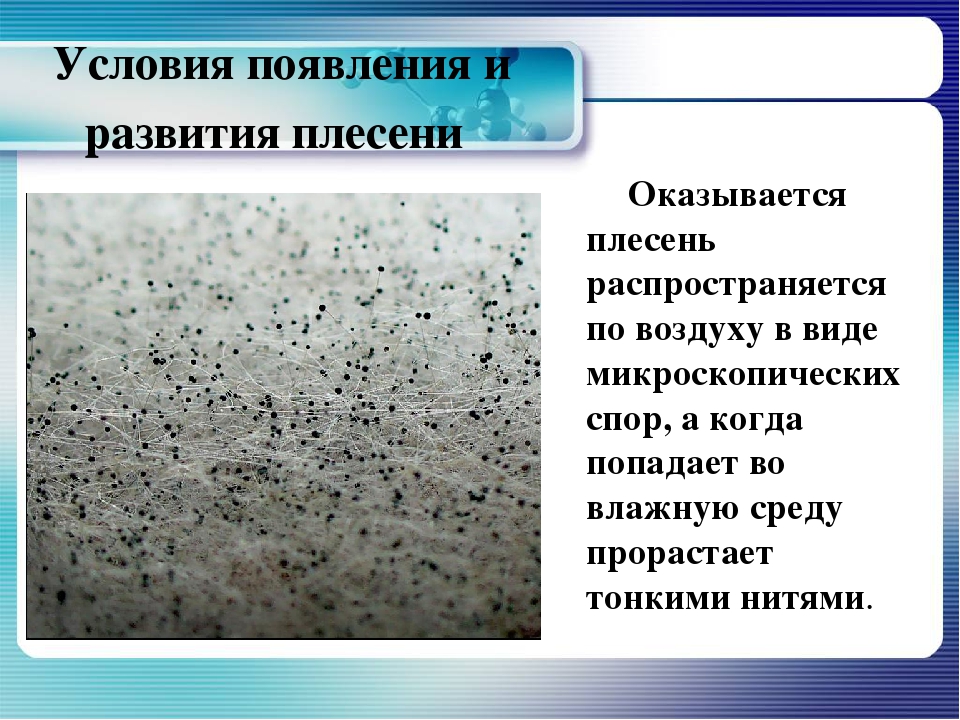 Быстро появление. Этапы развития плесени. Условия возникновения плесени. Условия появления плесени. Условия развития плесени.