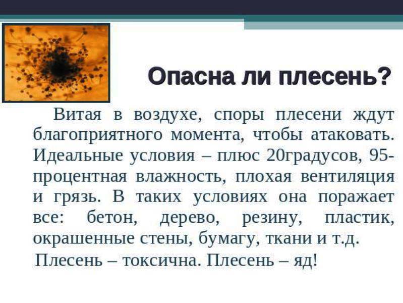 Лучшие средства против грибка и плесени на стенах