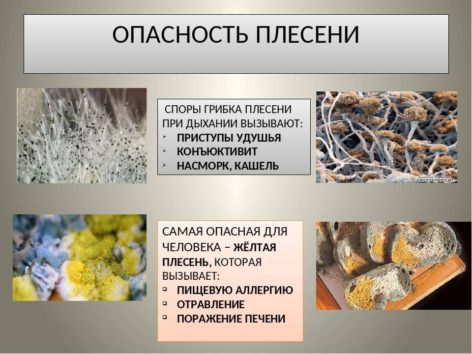 Как избавиться от плесени на стенах: выбор средства и этапы работ - строительство и ремонт