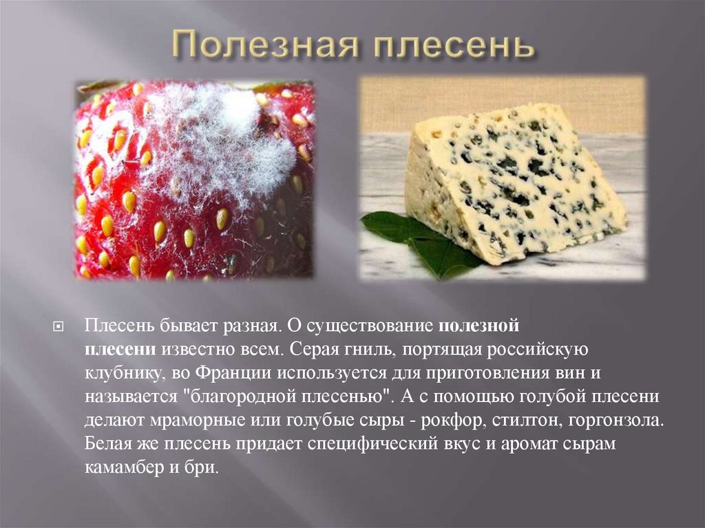 Способы удаления плесени на штукатурке и профилактика появления грибка | дезинфекция, дезинсекция, дератизация - информационный портал