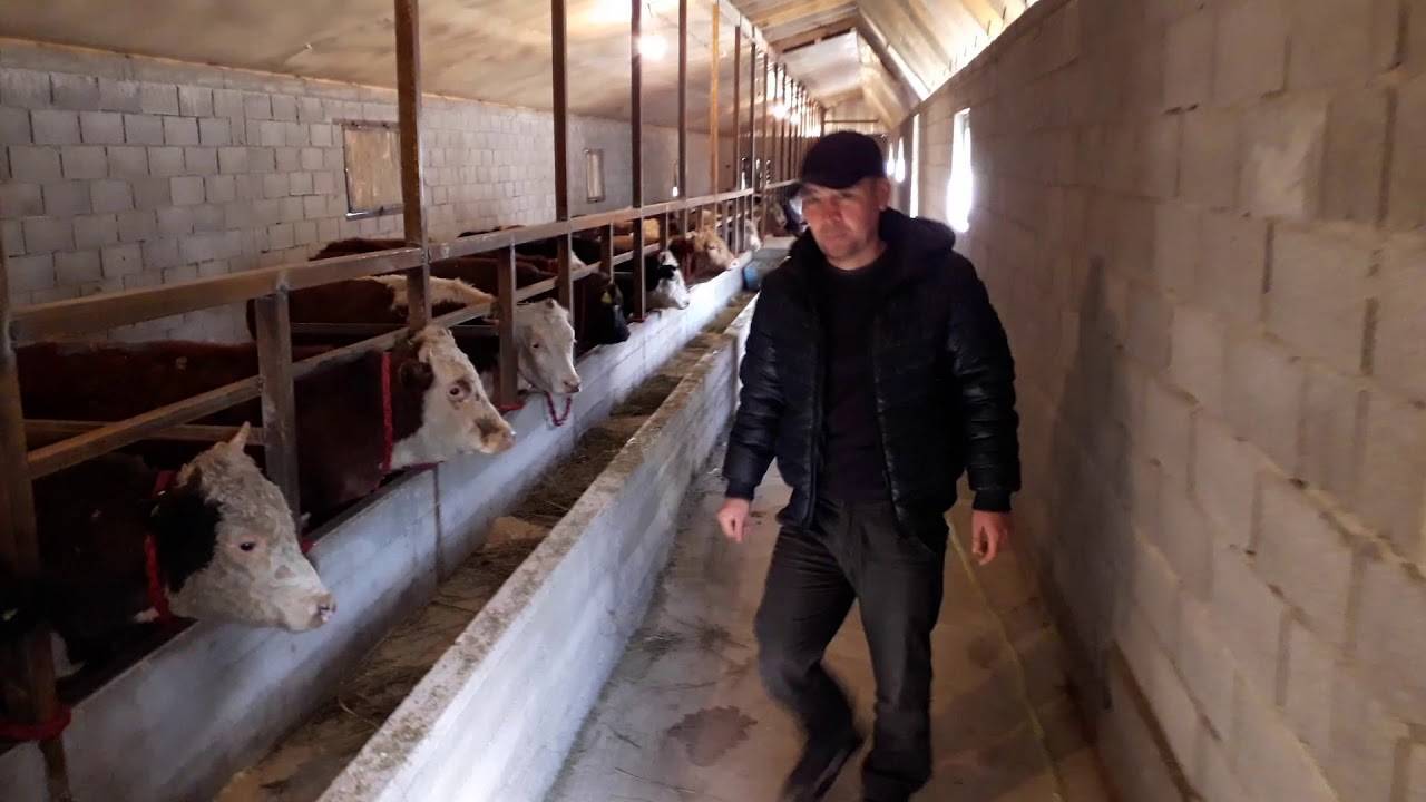 Стойло для коровы, размеры для быков привязного содержания, загон для крс своими руками в домашних условиях