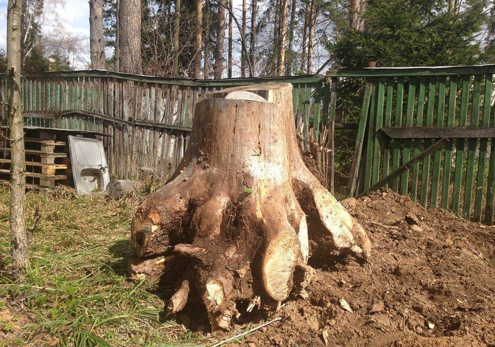 Пень на участке: как избавиться? 4 способа корчевания: за и против