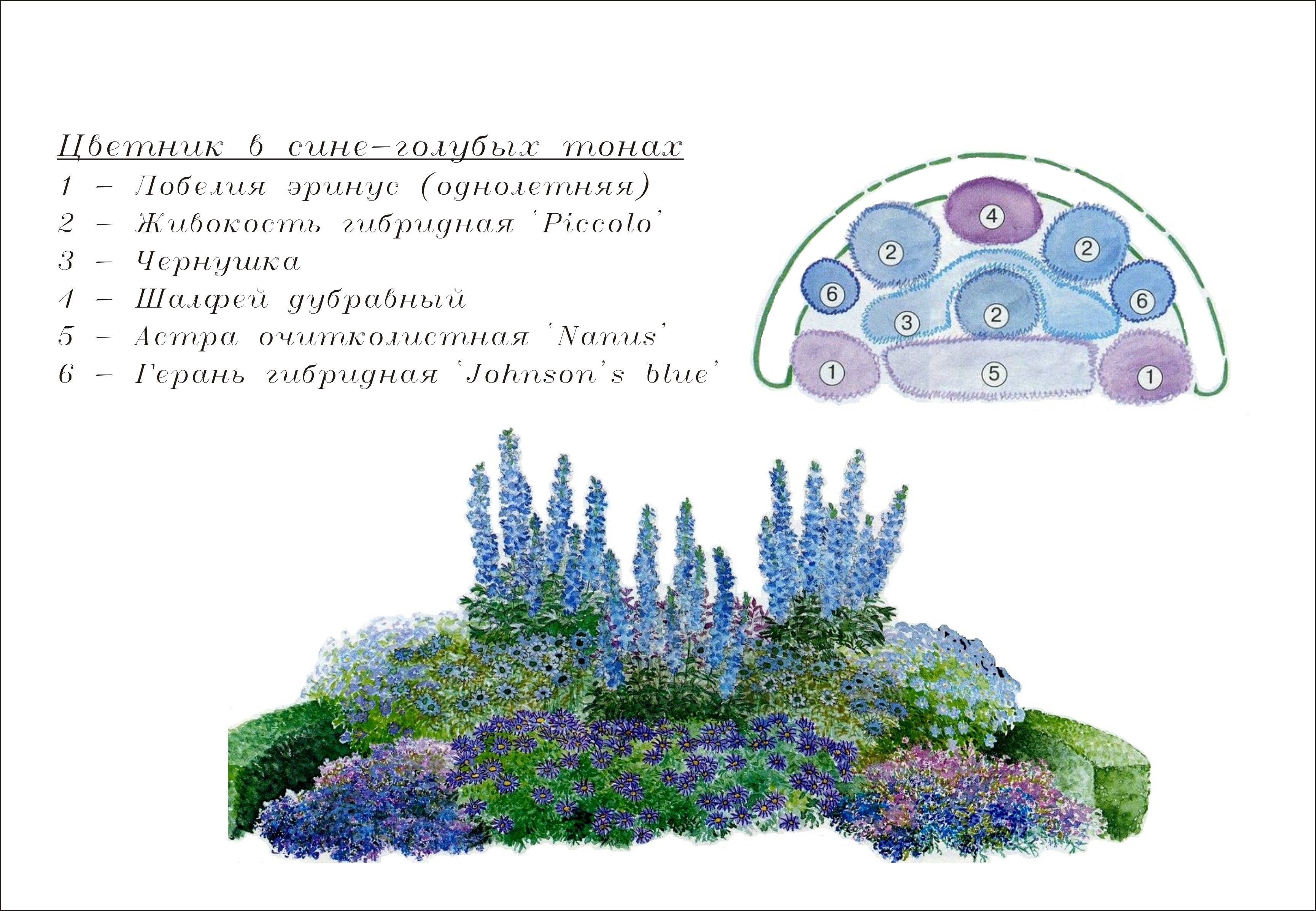 Схема цветника из многолетников