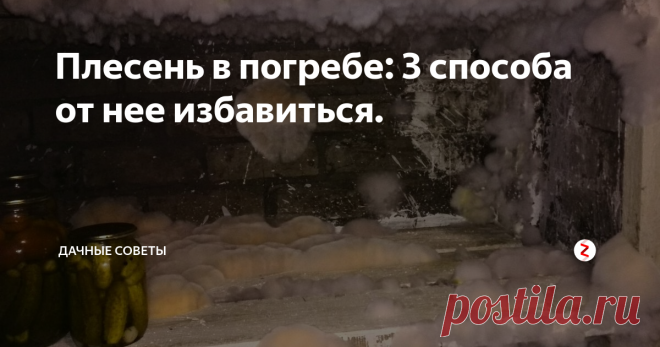 Грибок в подполье: как избавиться и чем обрабатывать помещение