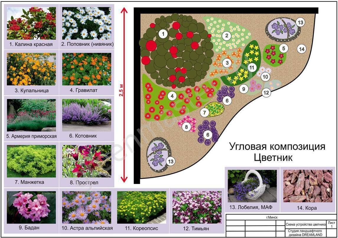 Схема посадки однолетних цветов