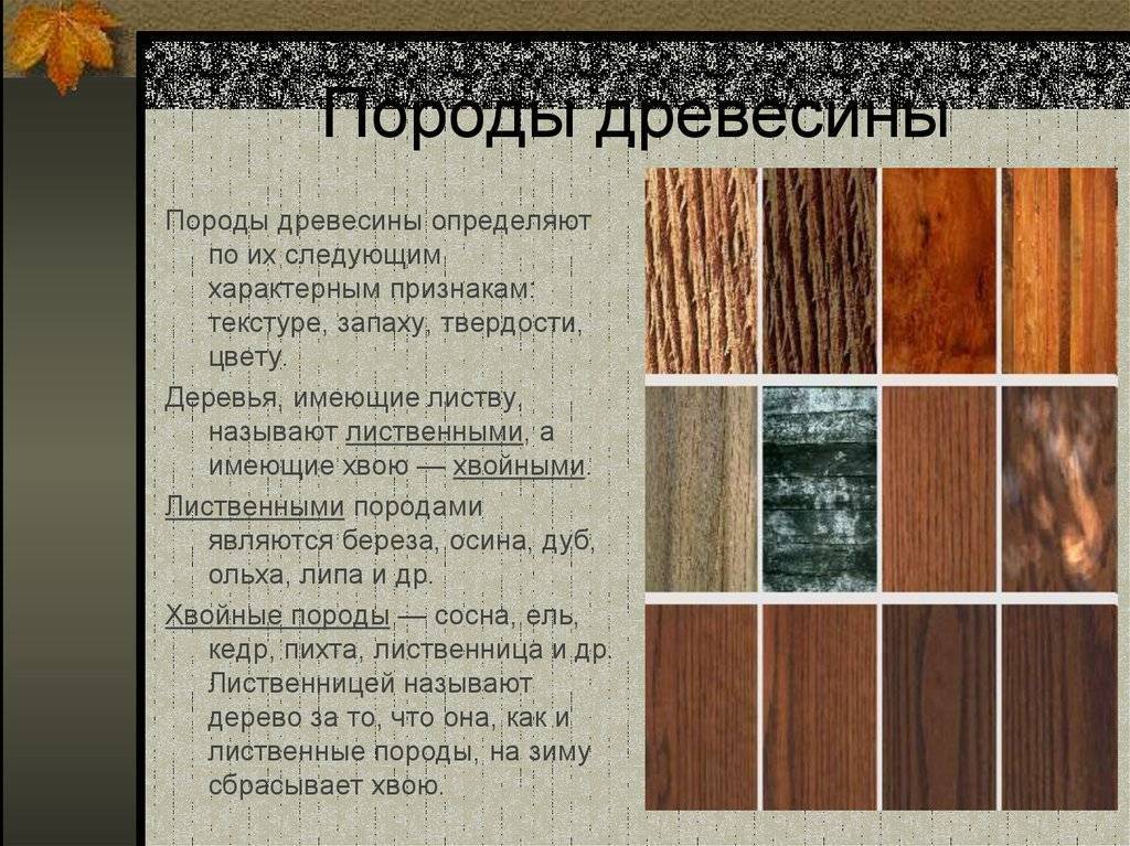 Какие хвойные породы древесины. Породы древесины. Структура разных пород дерева. Образцы пород дерева. Образцы пород древесины.