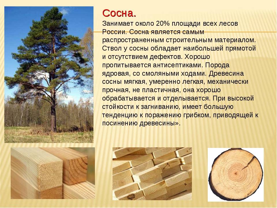 Пропитка для дерева для наружных работ: зачем нужна и как выбрать?